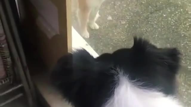 The two puppies are secretly communicating through the glass