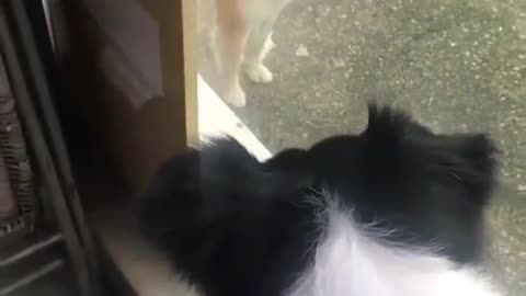 The two puppies are secretly communicating through the glass