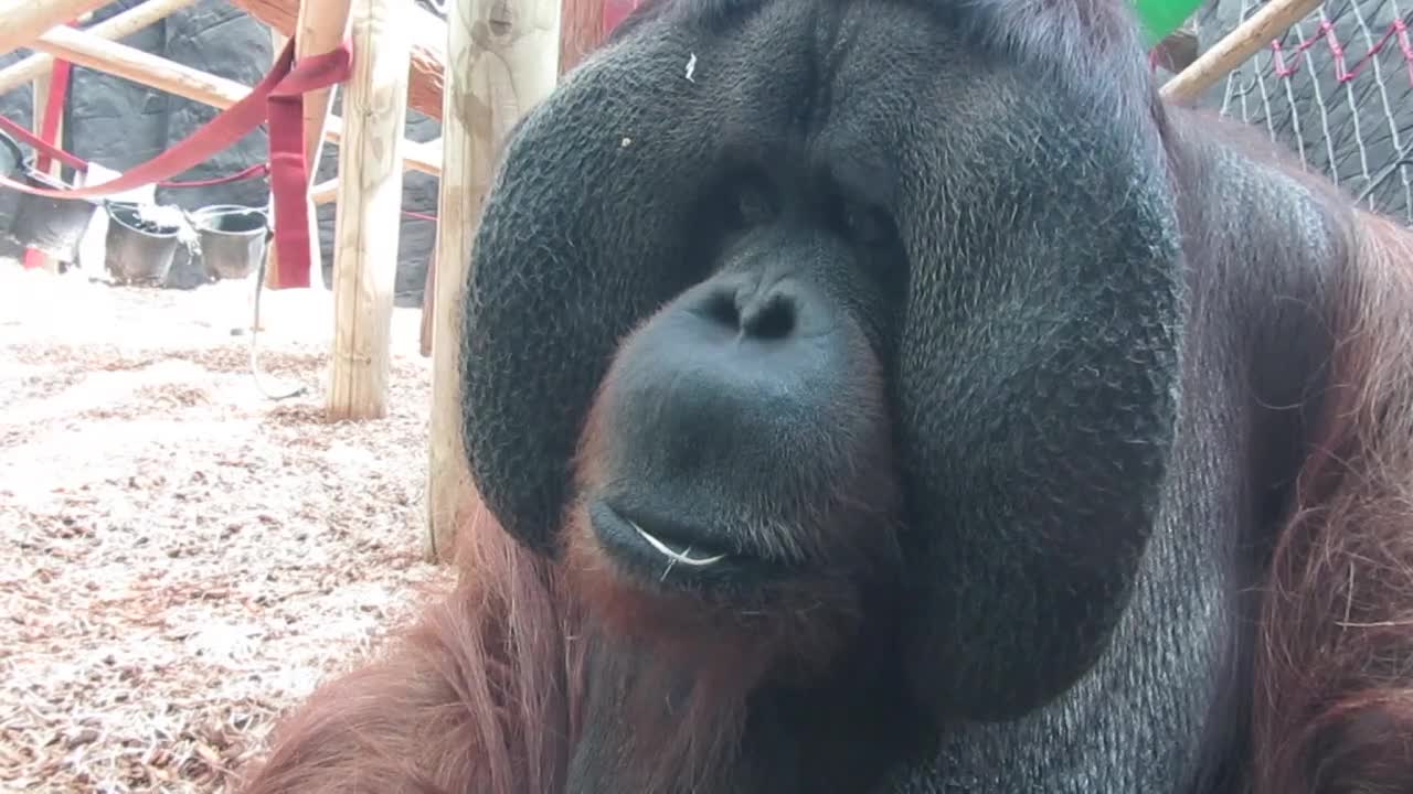 an orangutan