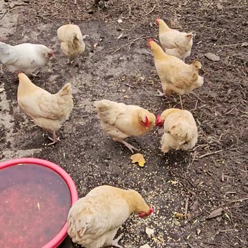 OMC! Brownie nearly injured by epic fail by camera person! oops, sorry Brownie! #shorts #hens