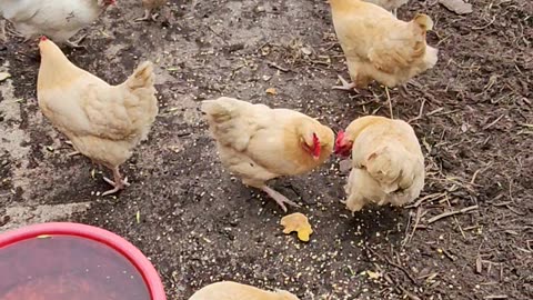 OMC! Brownie nearly injured by epic fail by camera person! oops, sorry Brownie! #shorts #hens