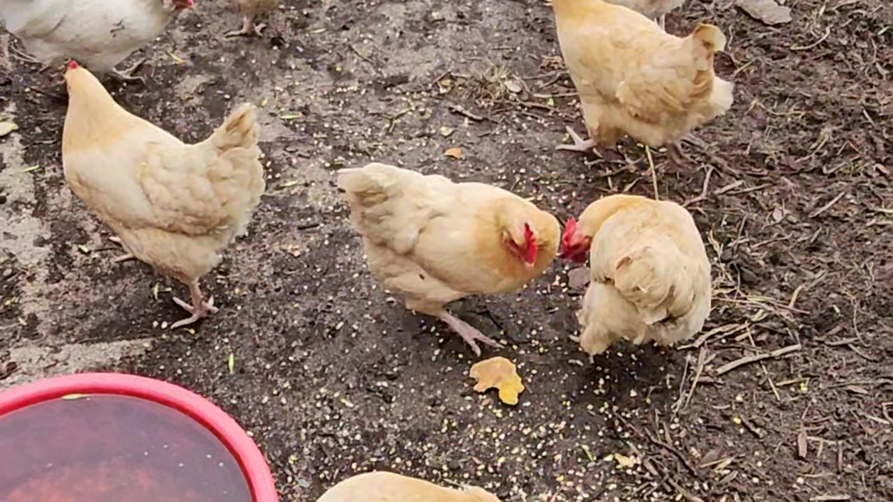 OMC! Brownie nearly injured by epic fail by camera person! oops, sorry Brownie! #shorts #hens