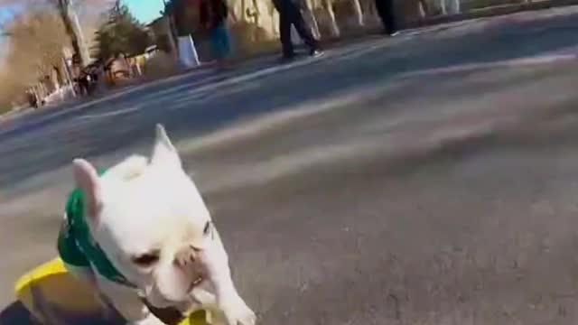 Dog playing skateboard