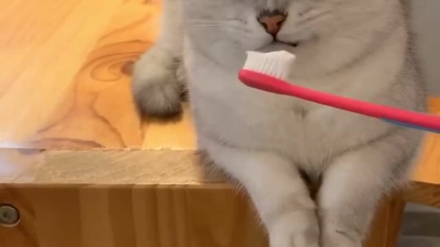 Smell all kinds of things to the cat at home.