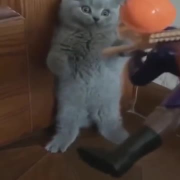 Funny Cat Videos