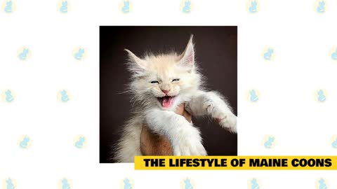 MAINE COON THE BASICS