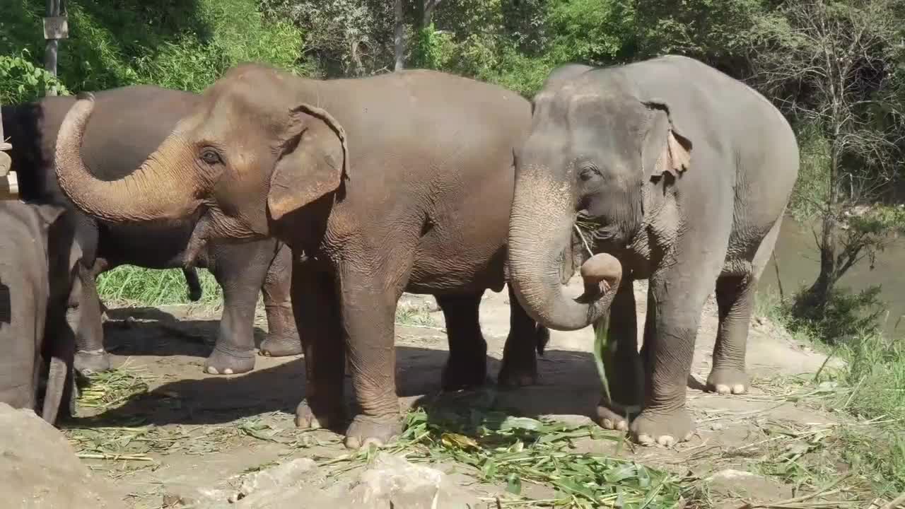 Elephant River Young Thailand Bali