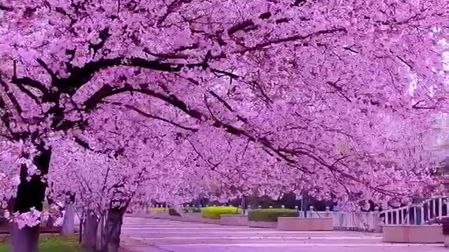 This cherry blossom is so beautiful, do you like it?