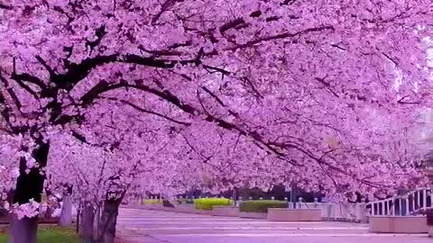 This cherry blossom is so beautiful, do you like it?