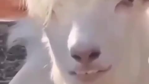 Sheep look like Brad Pitt!!!!!