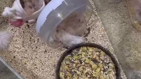 Hamster paradise, have a good time