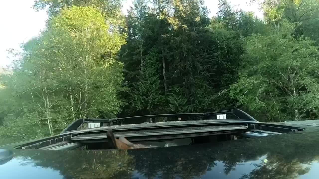 German Shepherd Rides In Car With Her Head Out The Sunroof