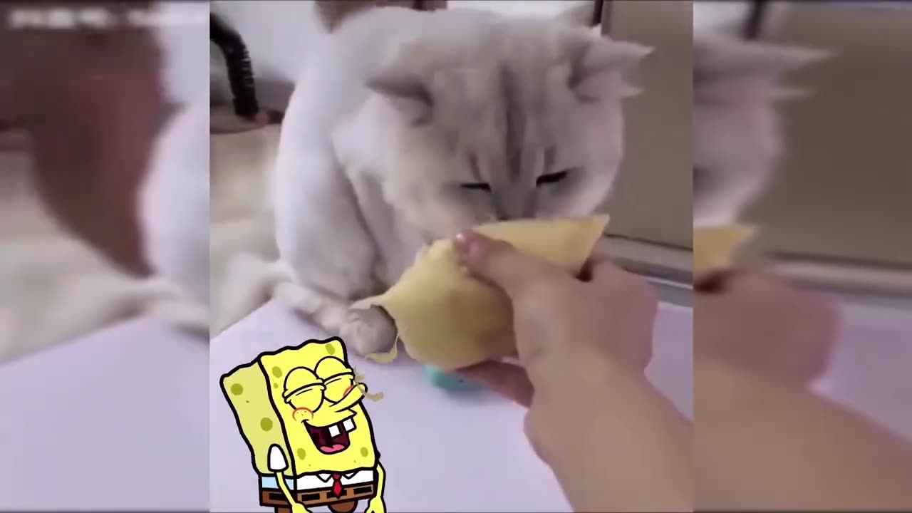 Best Funny Dogs And Cats Videos - Funny moments of Dogs & Cats Compilation - Spongebob In Real Life