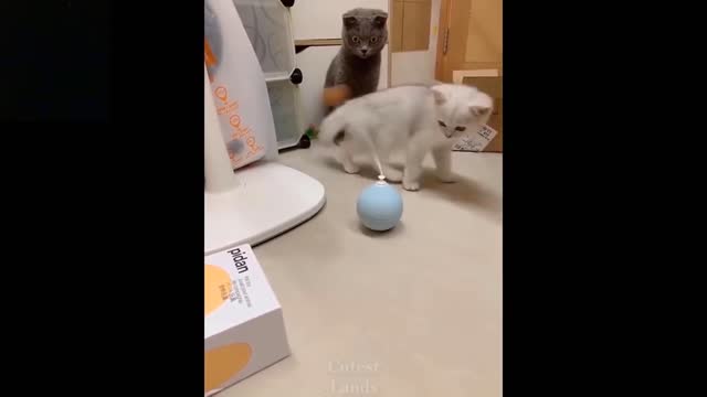 Cats playing with Ball | Funny Cats with Toys.