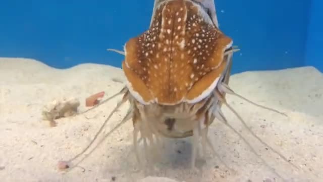 How a nautilus eats