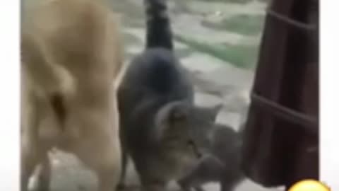 Short funny video 17 second