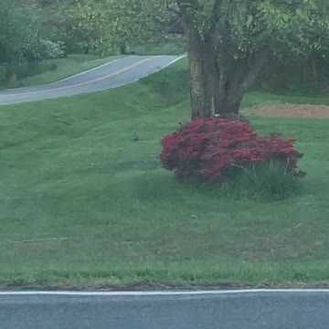 Guinea Fowl Playing Near My Home (4/8/20)