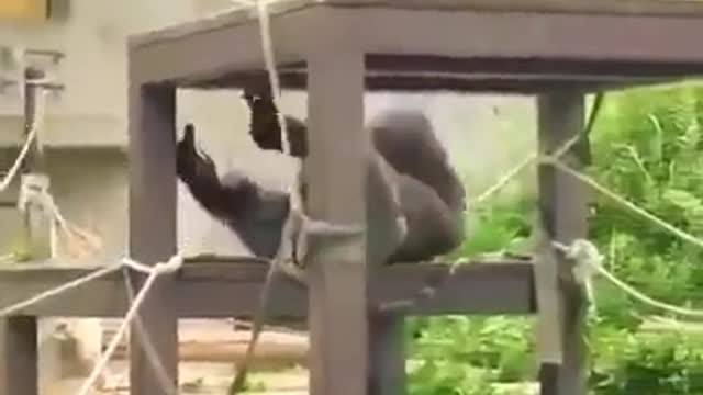 big gorilla. but still small at heart