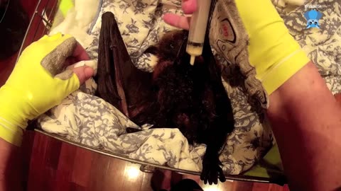 Flying-fox in care update this is Gladys, still doing well