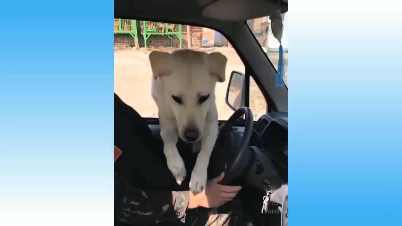 Best Jump to get into the Car by this Athletic Dog