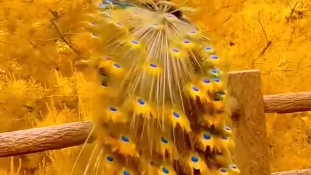 The most beautiful peacock I have ever seen