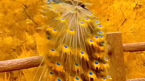 The most beautiful peacock I have ever seen