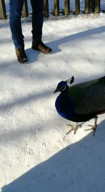 A peacock comes to visit us
