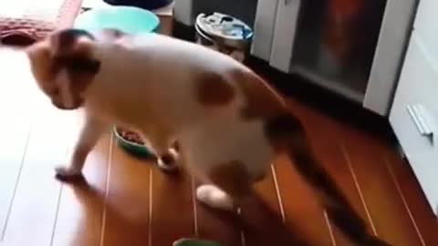 and dogs videos best for ever #cat #animals #catvideos #cutecat #dog