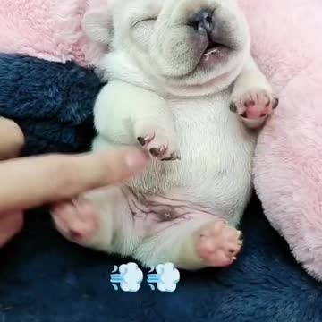 cute puppy,The little puppy is resting