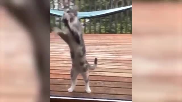 watch these Curious 😹 Cats And 🐶 Dogs go crazy and REALLY FUNNY CUTE
