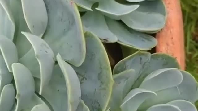 perfect naturešµ
