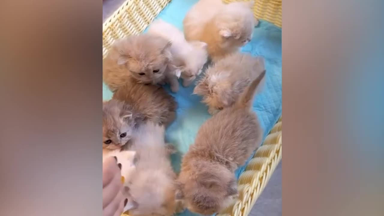 Cute animal kitten 😻💕 #cat #cute #kitten #pets #meow #videos #shorts 1