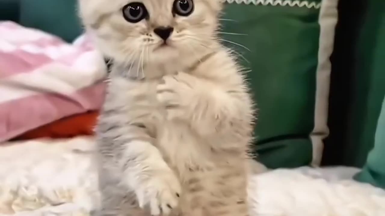"Art, a cuter than a kitten."
