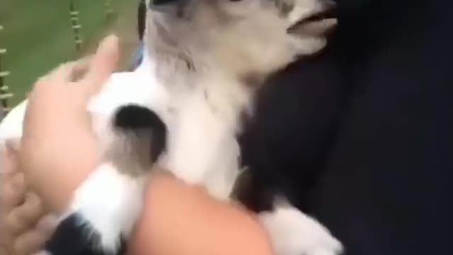 Funny vidéo animal