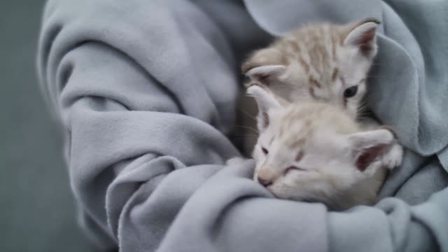 Baby Cats - Cute and Funny Cats Videos Compilation #12