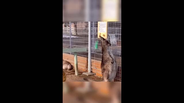Let's have a look at these lovely animals
