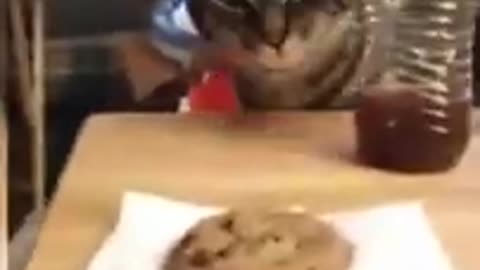 Funny Cats Keep Stealing My Cookie 😂😾