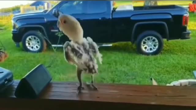 Music bird dance 185