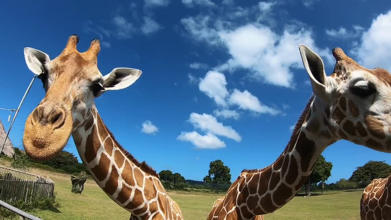 Funny, Curious Giraffe Cubs. Asian Zoo. Singapore.