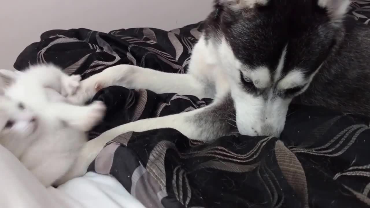 Husky and kitten share precious playtime moment