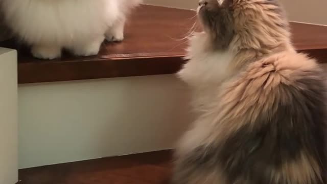 cute cat