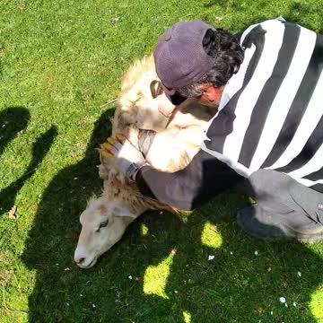 Стрижка овец