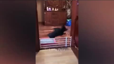 pets