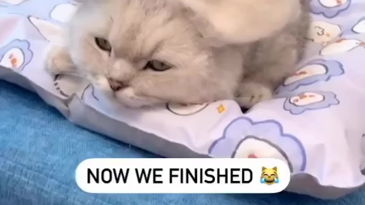 How beautiful😽😺