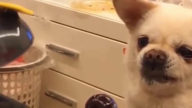 Angry Dog #Funny #Video