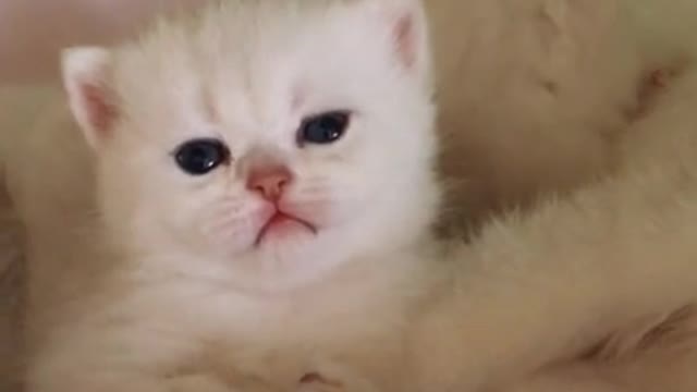 Animals Real 😹 - Best Of The 2021