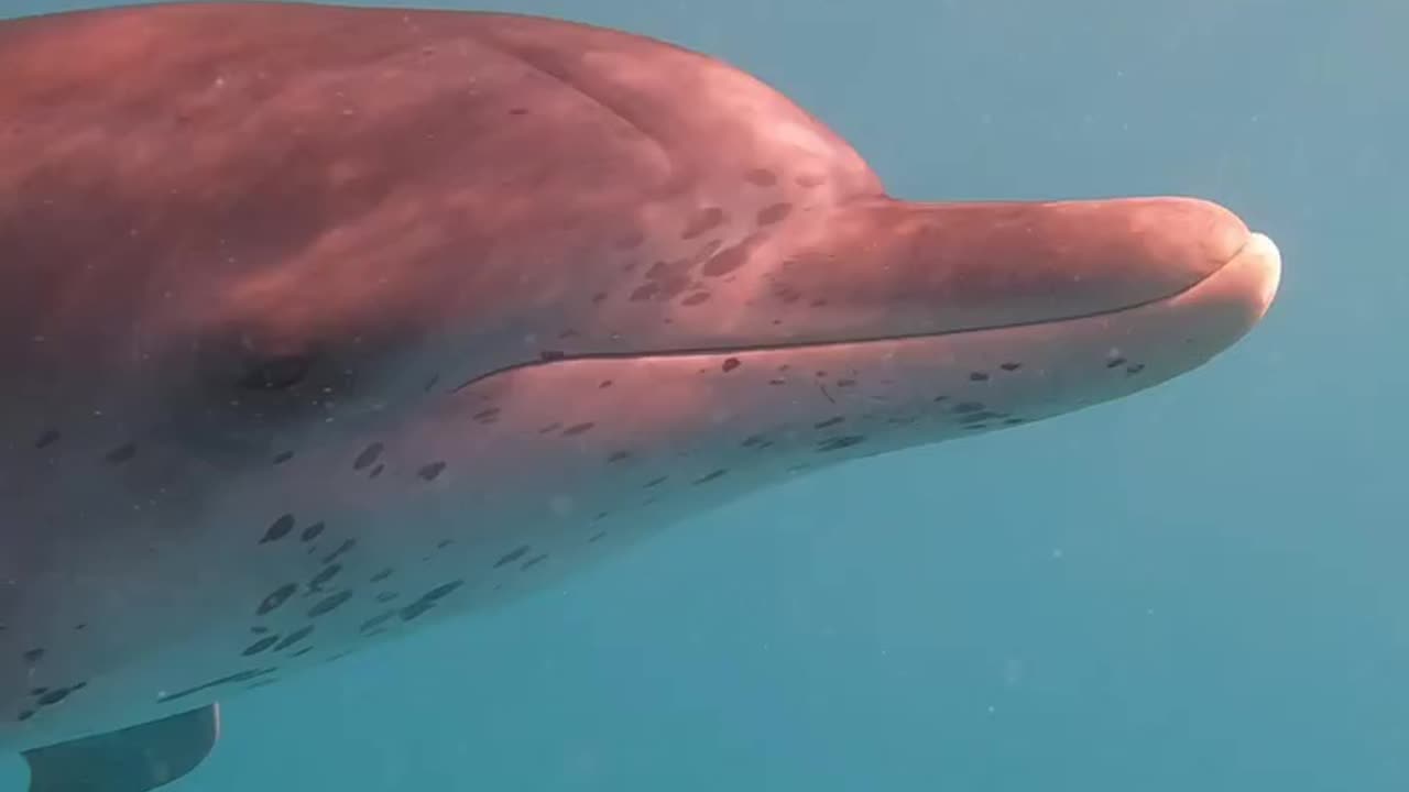 Wildlife & Funs