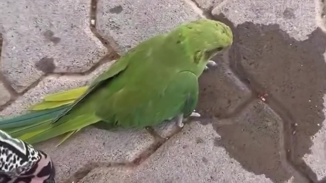 A child gives water to a dying sparrow, saving its life