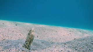 Eels Dance in Sand