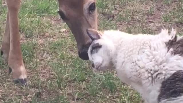 Kitty attracts deer to give her a bath